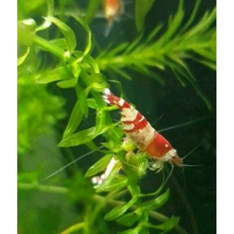 Crysyal Red Garnalen