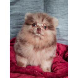 Choco merle Pomeranian/Pomeriaan teefje