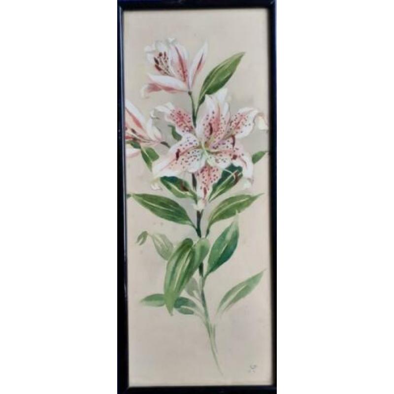 Jan Voerman Jr. aquarel lelie