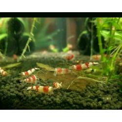 Crysyal Red Garnalen