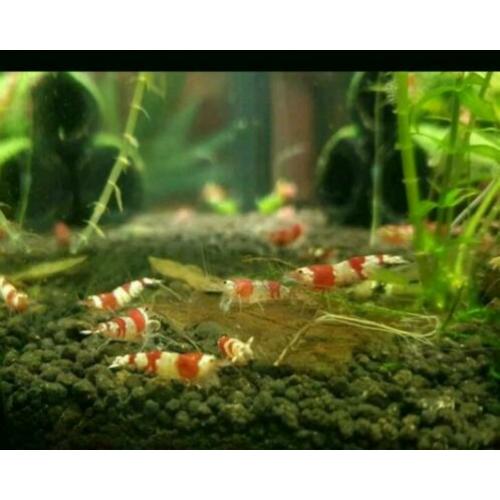 Crysyal Red Garnalen