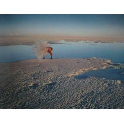 Scarlett Hooft Graafland in Altiplano