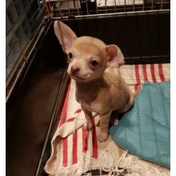Chihuahua X Boomer pupje, reutje korthaar!