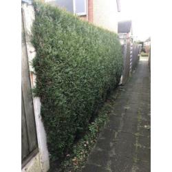 Leilinde, vlinderstruik, taxus en coniferen