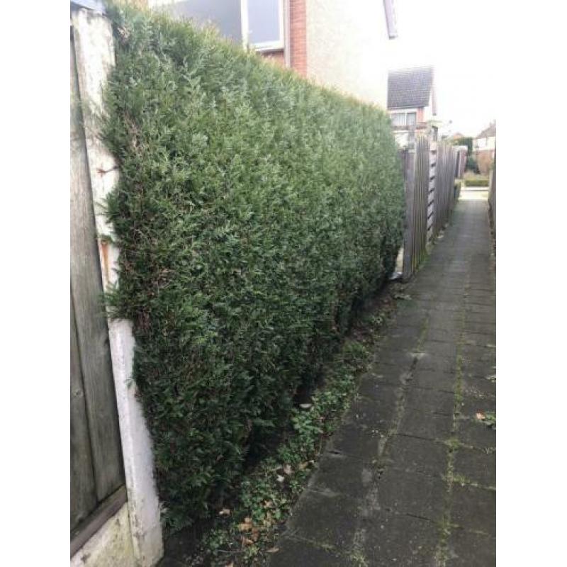 Leilinde, vlinderstruik, taxus en coniferen
