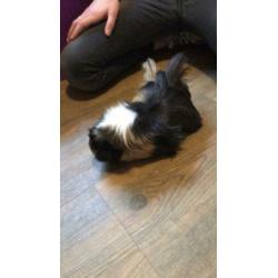 Zeugjes cavia van ca 6 maanden oud