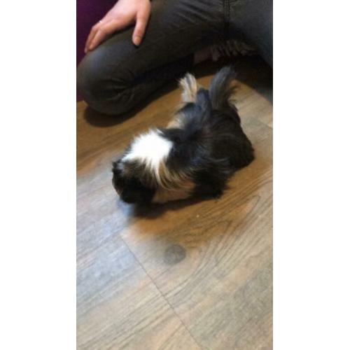 Zeugjes cavia van ca 6 maanden oud