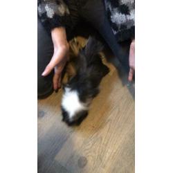 Zeugjes cavia van ca 6 maanden oud