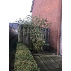 Leilinde, vlinderstruik, taxus en coniferen