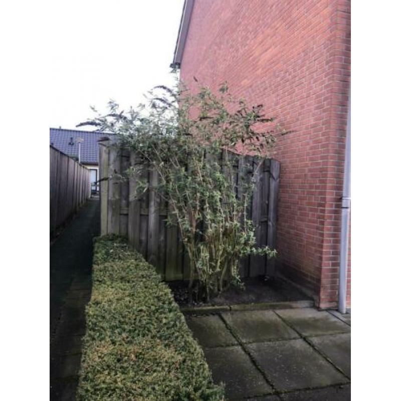 Leilinde, vlinderstruik, taxus en coniferen