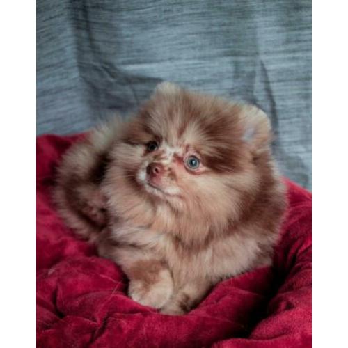 Choco merle Pomeranian/Pomeriaan teefje