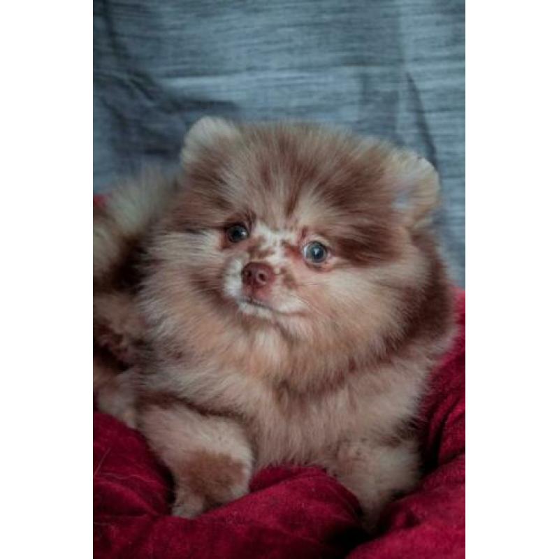 Choco merle Pomeranian/Pomeriaan teefje