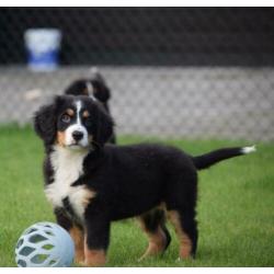 Berner Sennen pups prachtig gebouwd