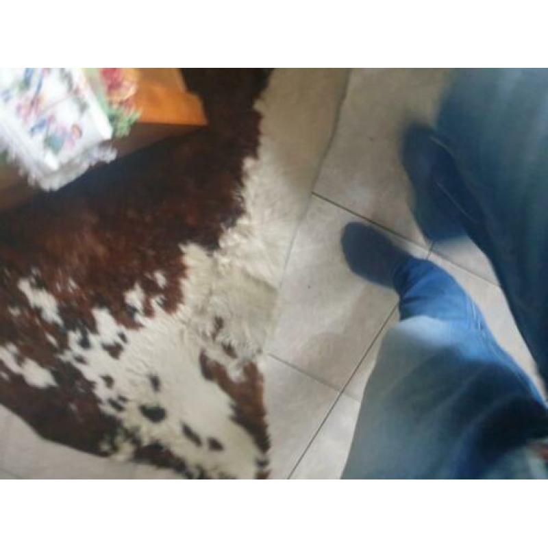 Koeienkleed Super Groot