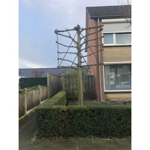 Leilinde, vlinderstruik, taxus en coniferen