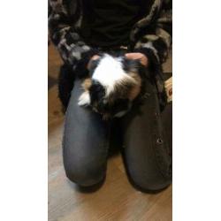 Zeugjes cavia van ca 6 maanden oud
