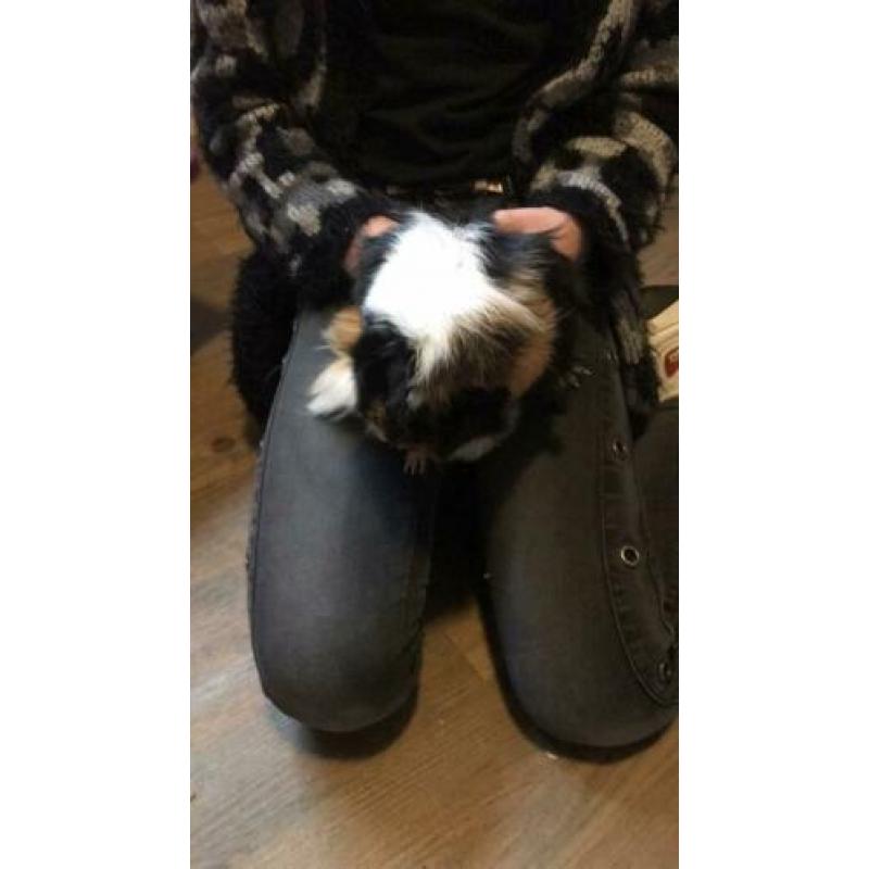 Zeugjes cavia van ca 6 maanden oud