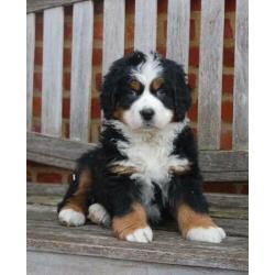 Berner Sennen pups prachtig gebouwd