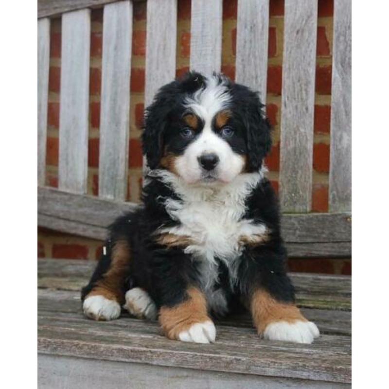 Berner Sennen pups prachtig gebouwd