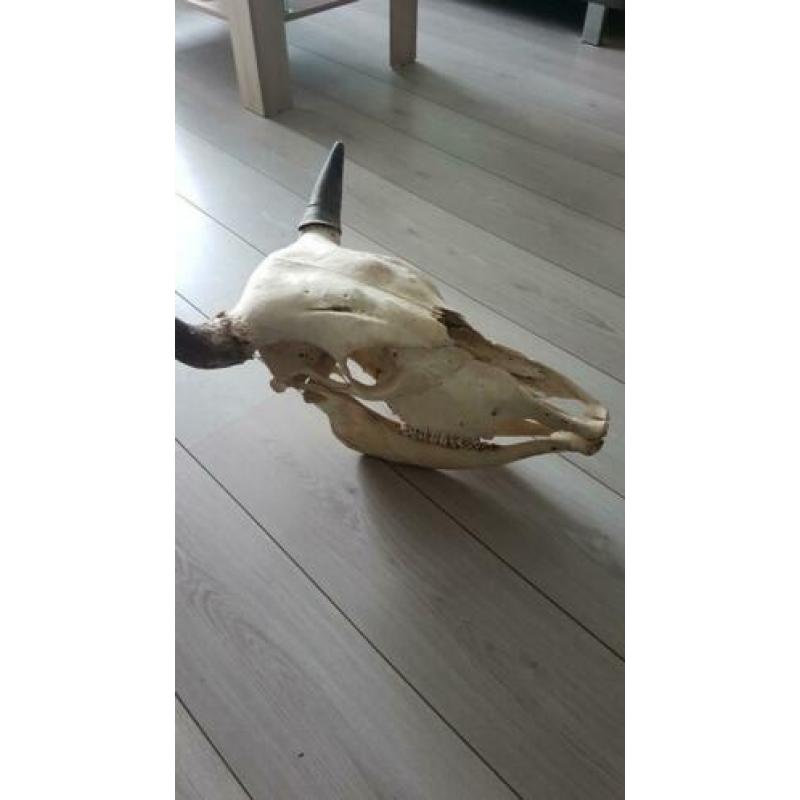 Complete schedel, mancave, tattoo shop, landelijk, stoer.