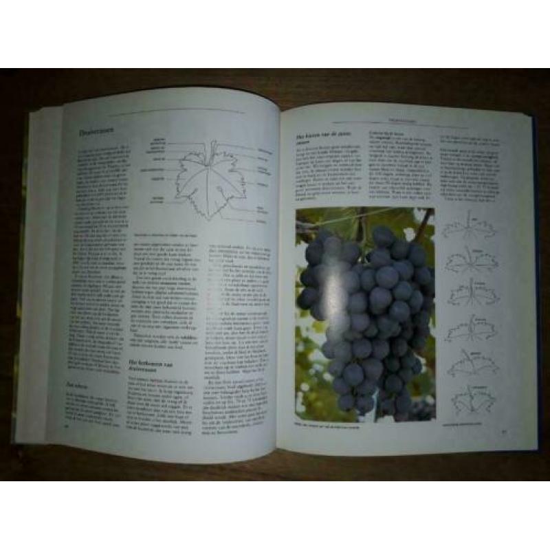 Het complete druivenboek - 9789021004839