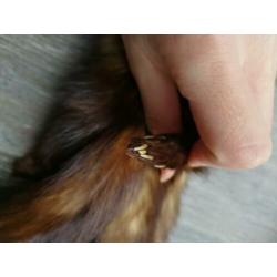 Nerts huid sjaal stola nertsen bond sjaal vacht taxidermie