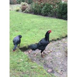 Trio jonge shamo’s