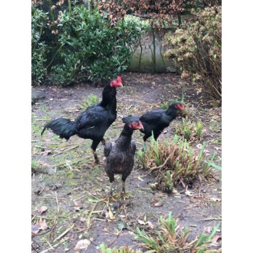 Trio jonge shamo’s