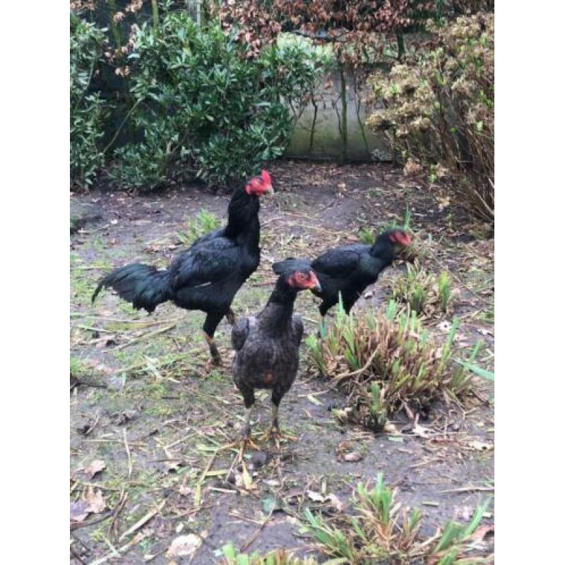 Trio jonge shamo’s