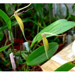 Orchidee, Pleurothallis hemirhoda