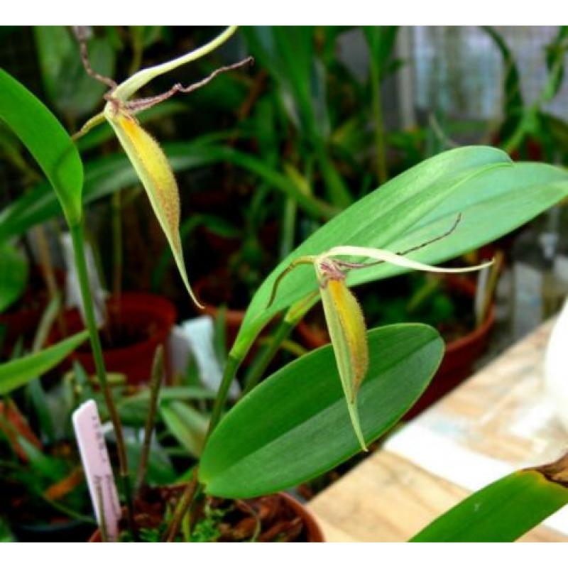 Orchidee, Pleurothallis hemirhoda