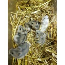 Lieve jonge Russische dwerg hamsters