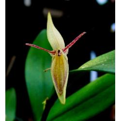 Orchidee, Pleurothallis hemirhoda