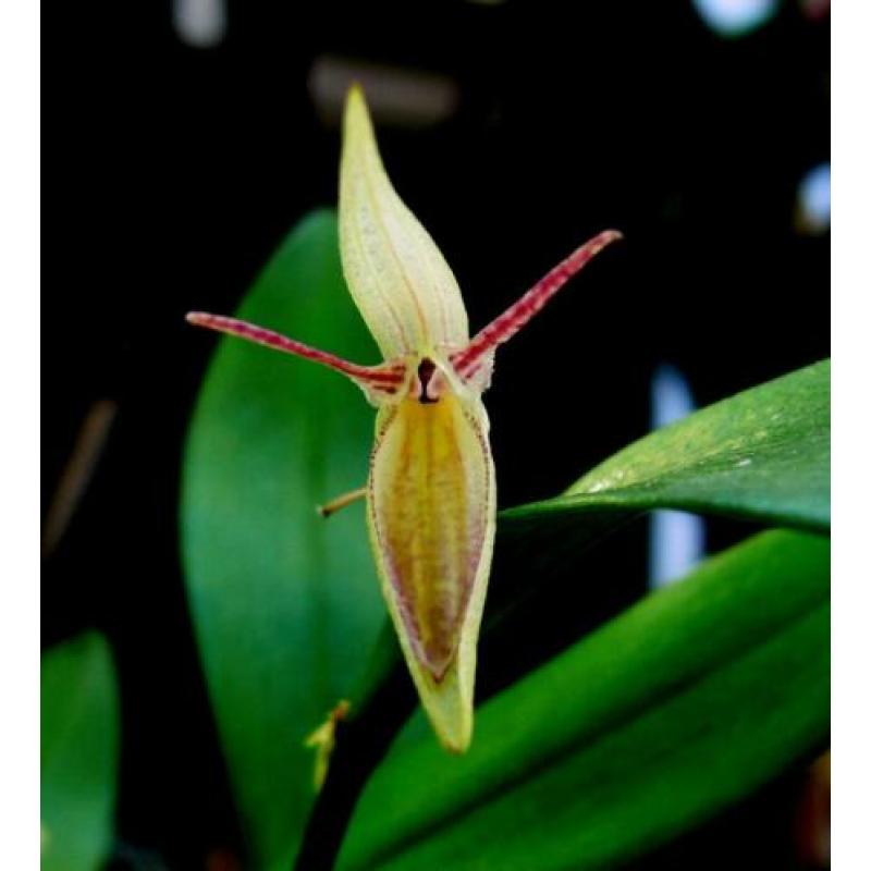 Orchidee, Pleurothallis hemirhoda