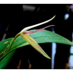 Orchidee, Pleurothallis hemirhoda