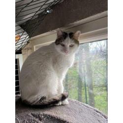 Super leuke kittens en volwassen katten