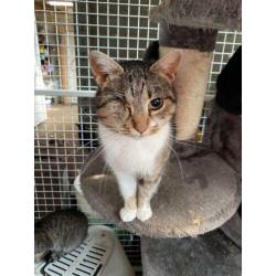 Super leuke kittens en volwassen katten