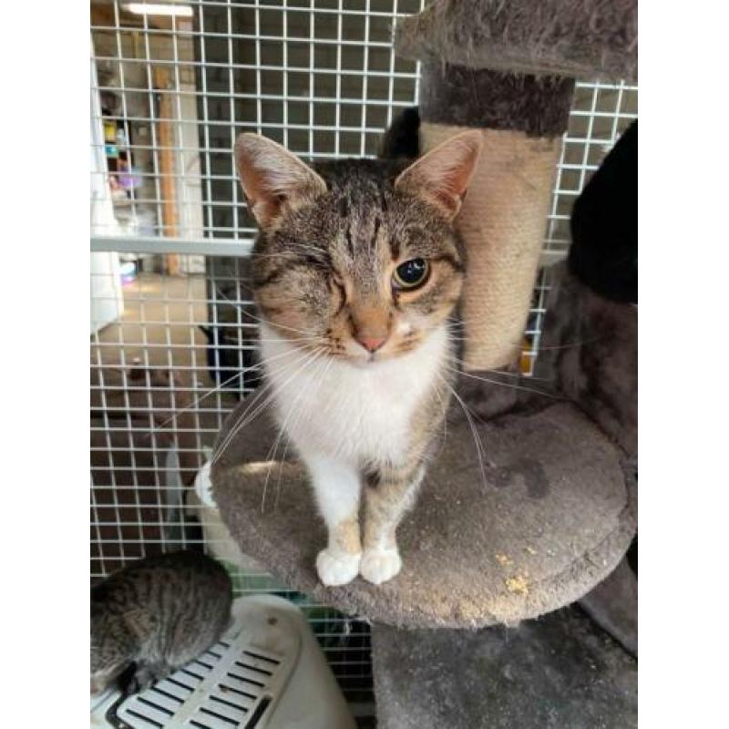 Super leuke kittens en volwassen katten