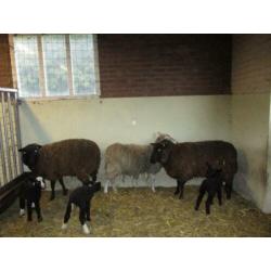 schapen en lammeren