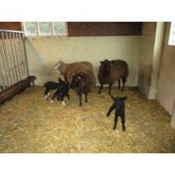 schapen en lammeren