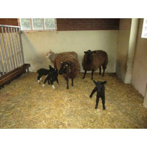 schapen en lammeren