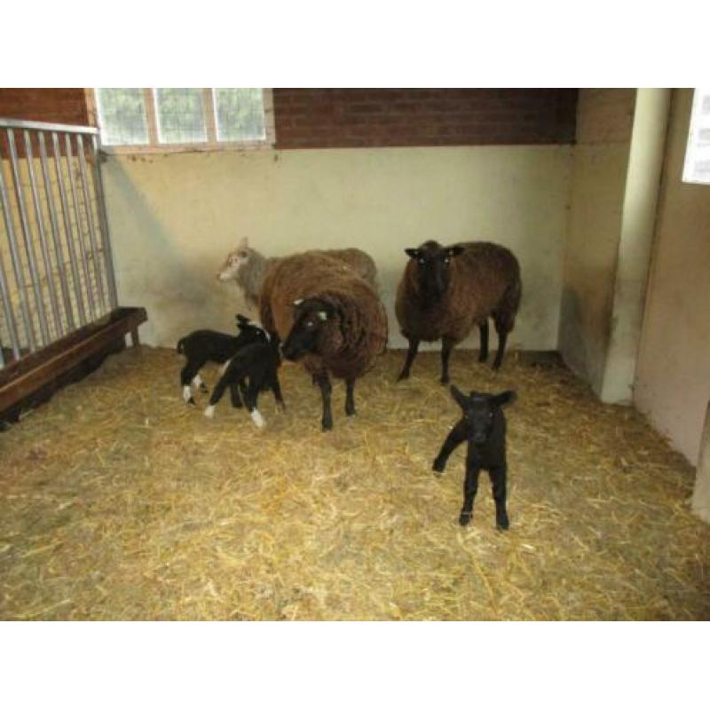 schapen en lammeren