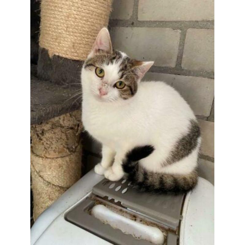 Super leuke kittens en volwassen katten