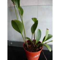 Orchidee, Pleurothallis hemirhoda