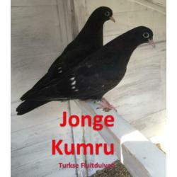 Meerdere Kumru Duiven / Turkse fluitduiven.