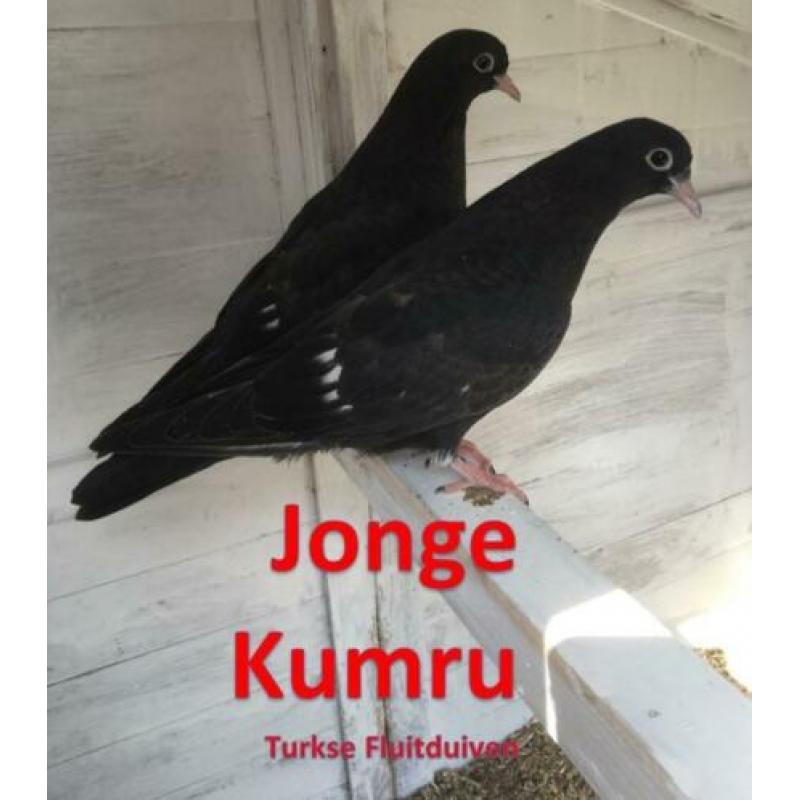 Meerdere Kumru Duiven / Turkse fluitduiven.