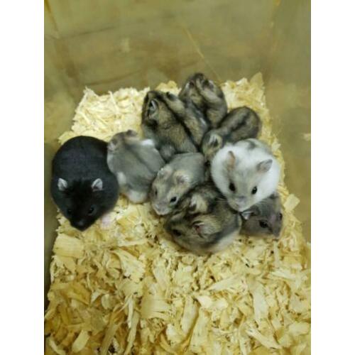 Lieve jonge Russische dwerg hamsters