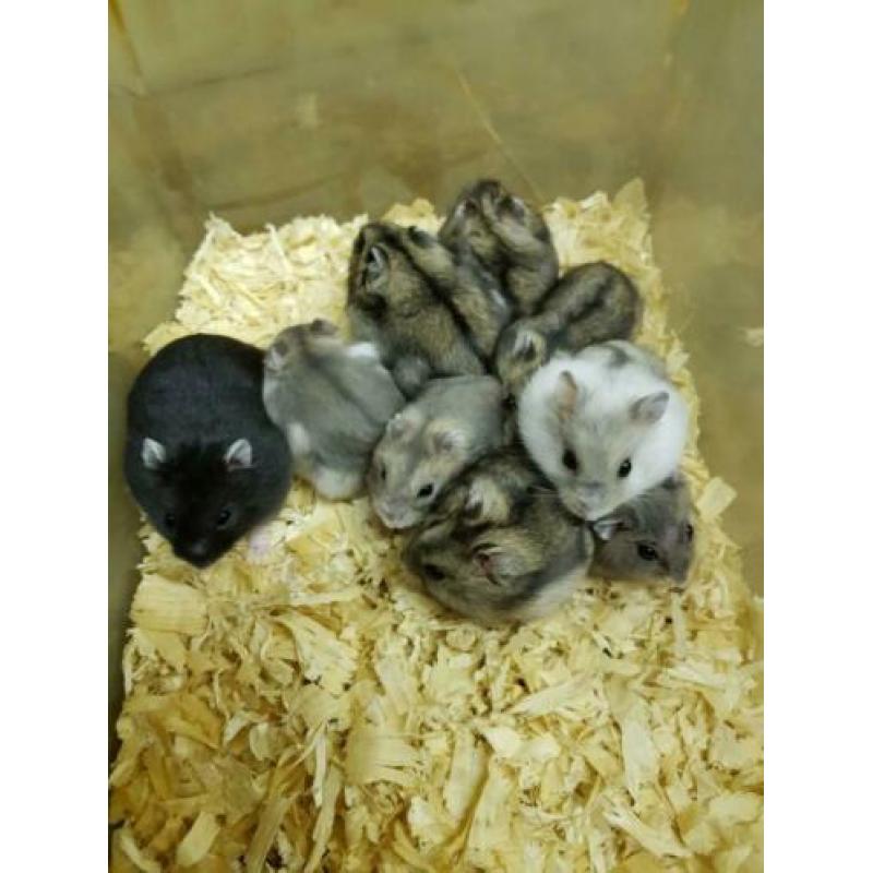 Lieve jonge Russische dwerg hamsters