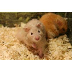 10x jonge goudhamsters te koop, goudhamster