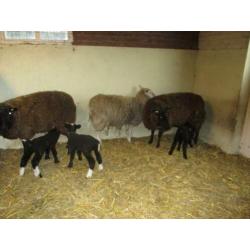 schapen en lammeren